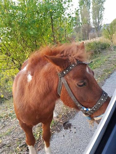 Konj poni