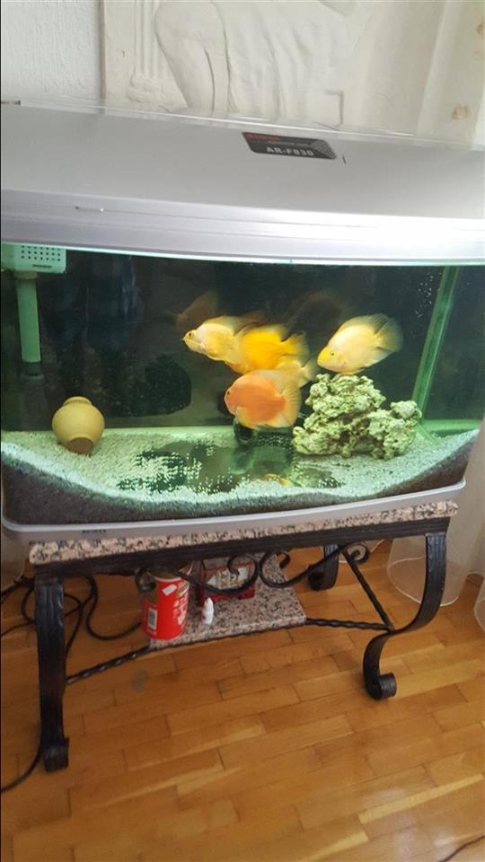 Atman aquarium new arrivals