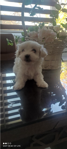 Zensko maltezerce