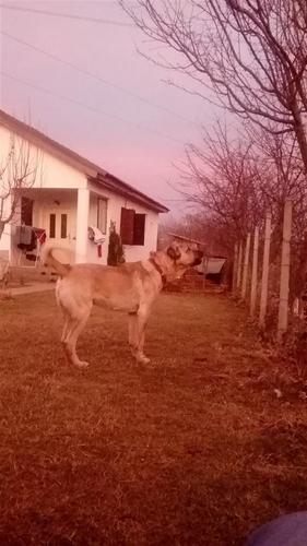 KANGAL KUCE