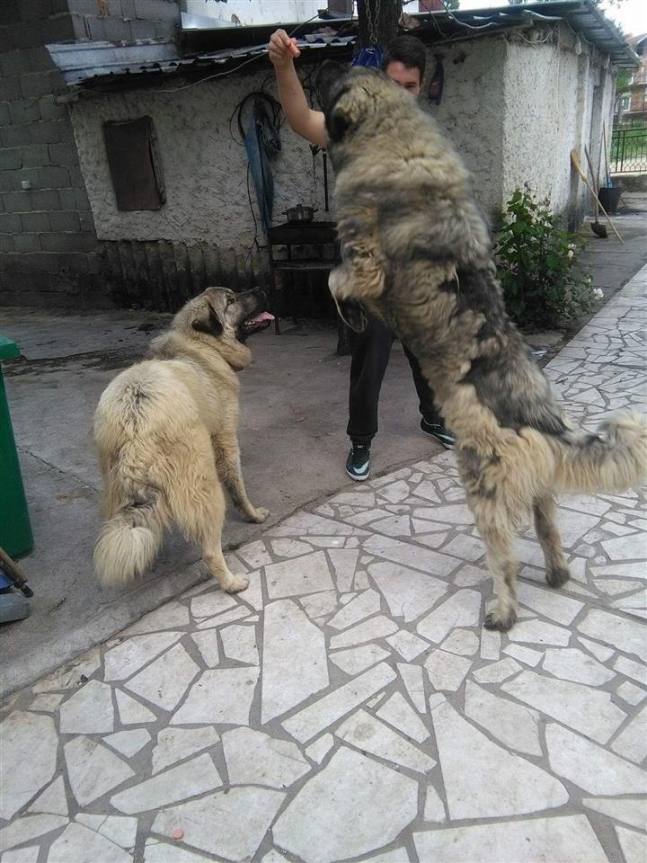 Sarplaninci hotsell