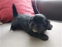 PRODAVAM SHIH TZU KUCENCE 1.5 MESECNO CRNO,USTE 1 MASHKO