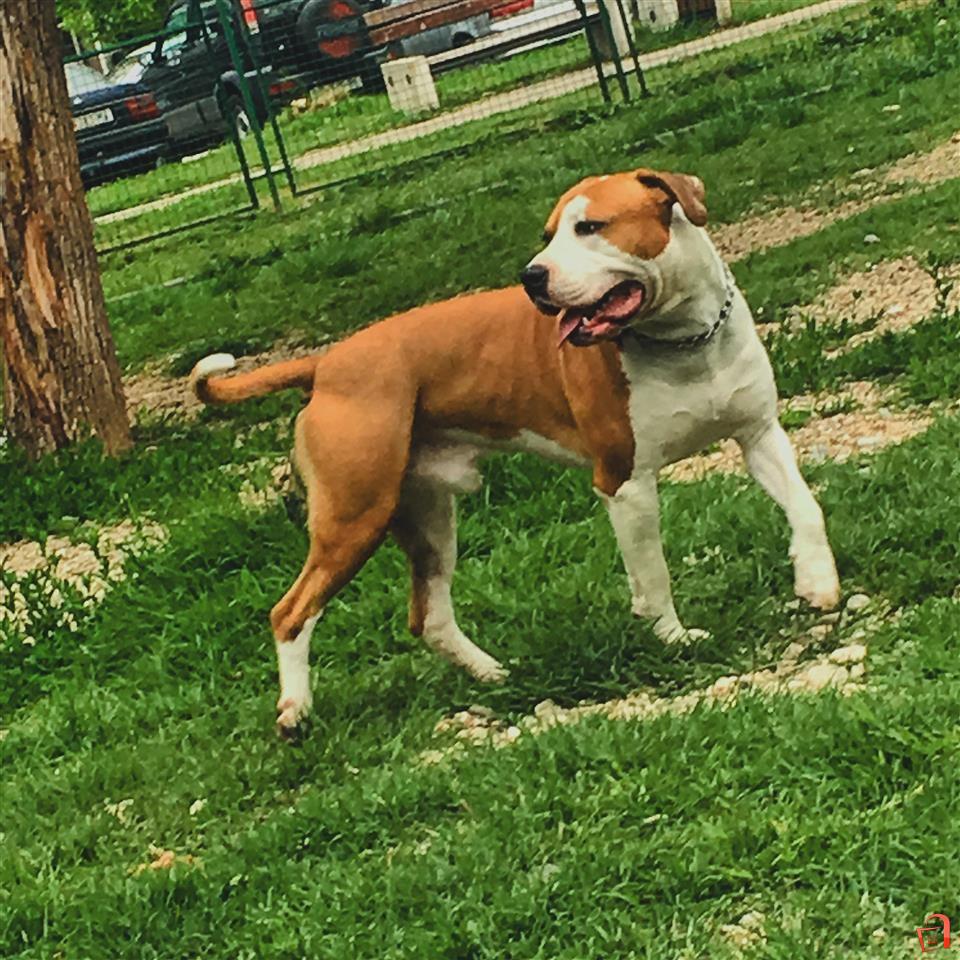 Stafordski terrier sales