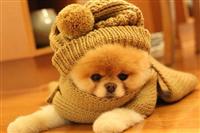 boo Dogs entire Macedonia Pazar3.mk