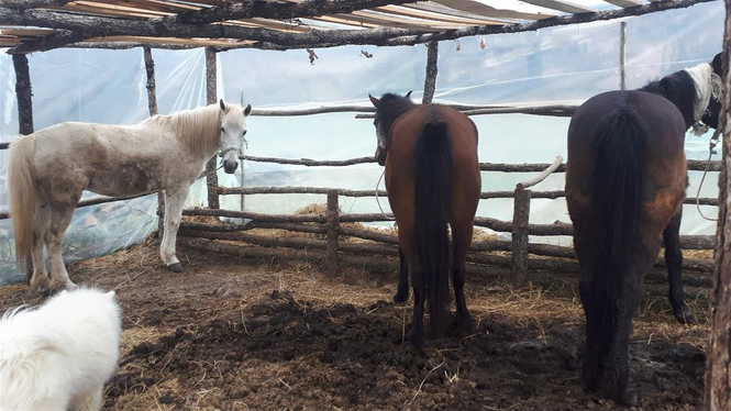 Konji za dotur na drva 