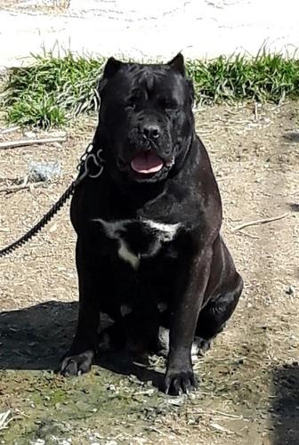 Cane Corso kutrina