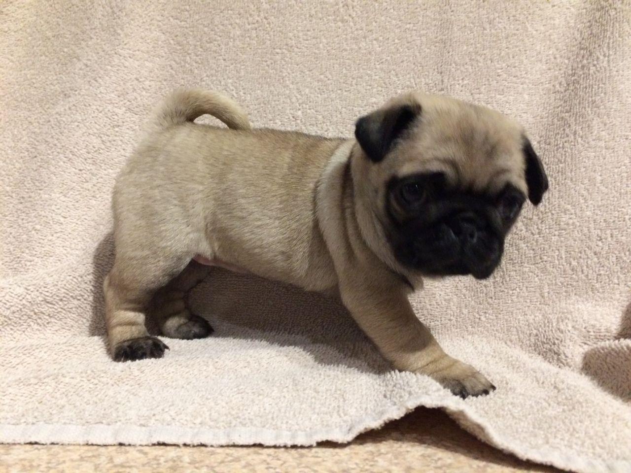 Micro sale pug puppies