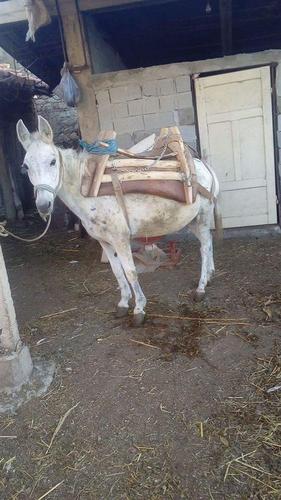 Mule mazga