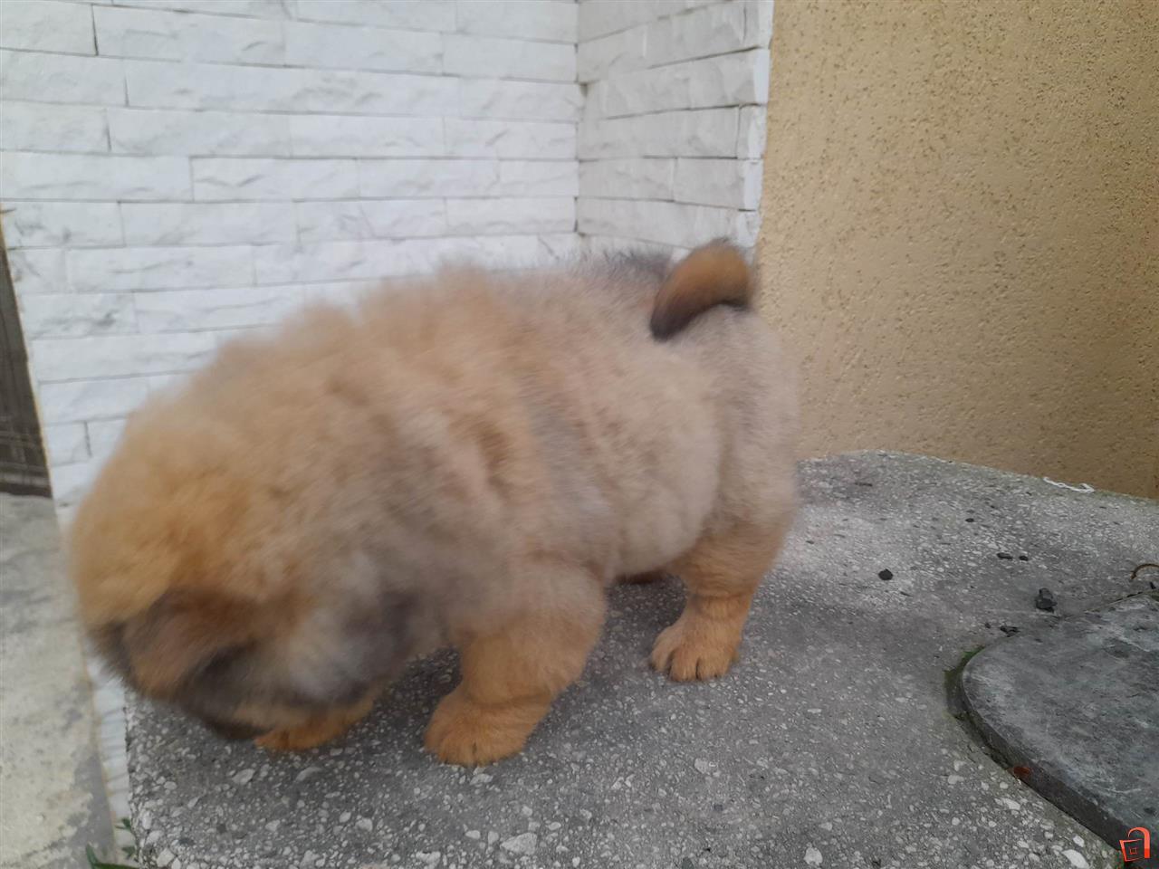 Chow chow hotsell puppies trade me