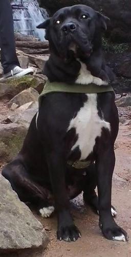 Cane Corso