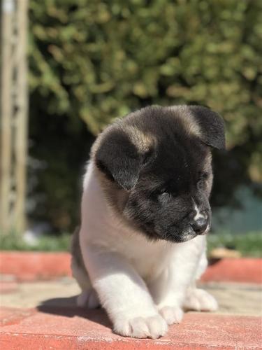AMERICKA AKITA