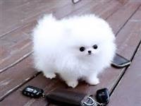 Boo dog best sale cost