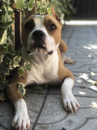 Kucenca Amstaff