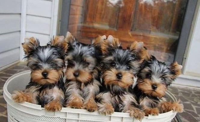 Yorskhire Terrier kučenca
