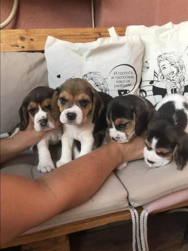 Beagle kucenca