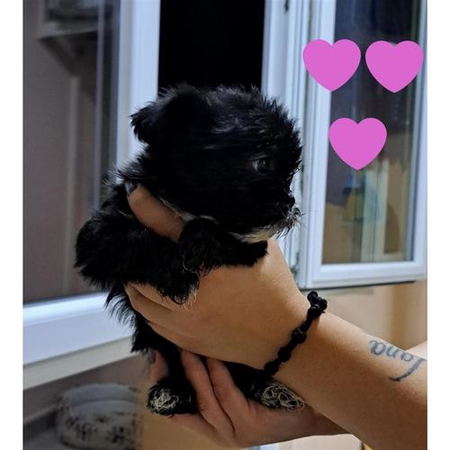 Se prodavat Shih Tzu