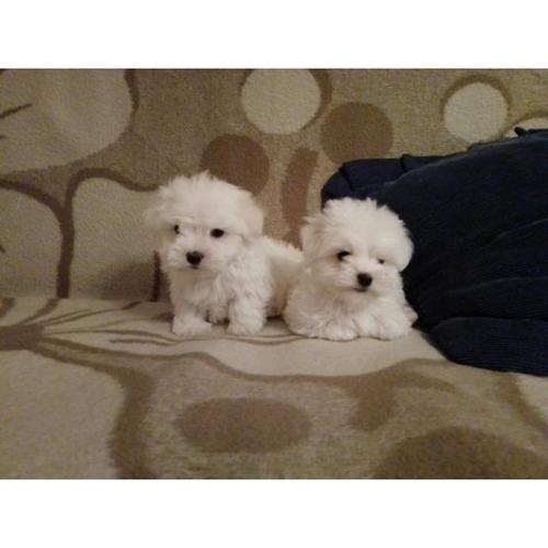 Mini maltezeri
