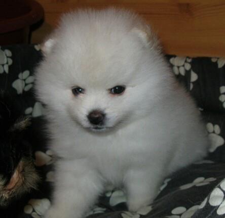 POMERANSKI SPIC BOO