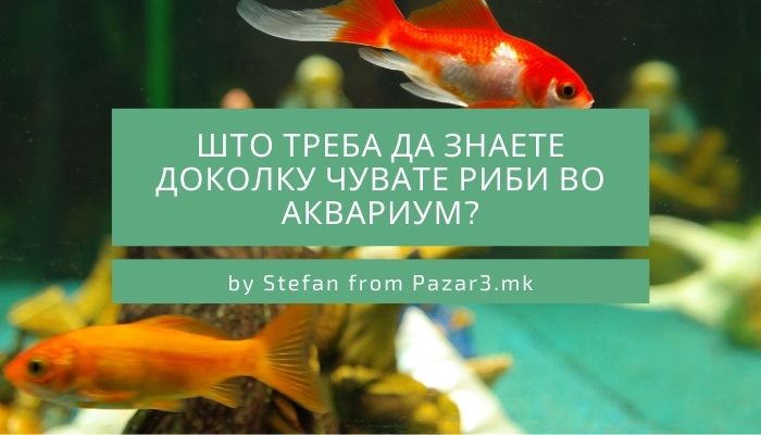 Што треба да знаете доколку чувате риби во аквариум?