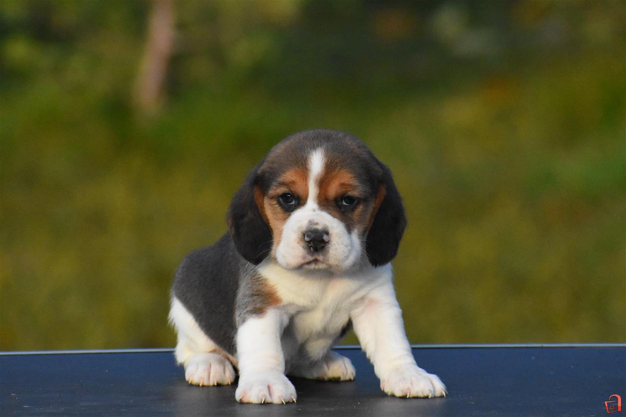 Beagle Bigl Kutrinja Skopje
