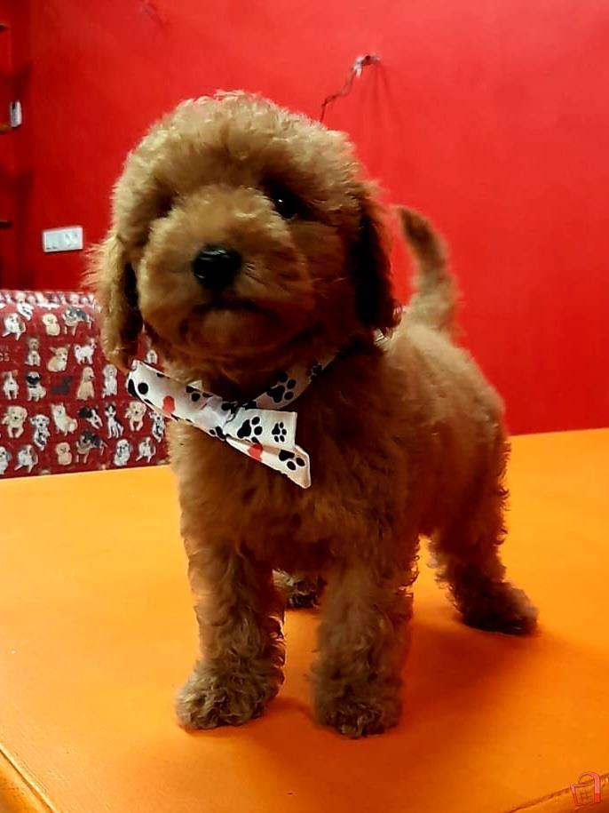 micro toy poodle
