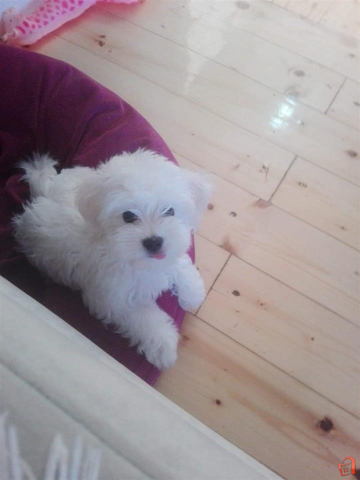 Maltezer Kumanovo