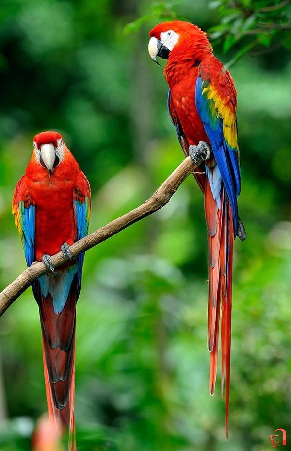 Se bara papagal Ara Macao Scarlet Macaw |
