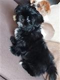 PRODAVAM SHIH TZU KUCENCE 2 MESECNO CRNO,USTE 1 MASHKO