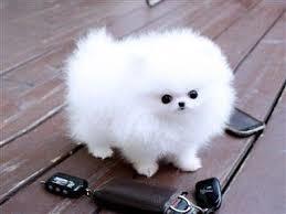 Pomeranian outlet boo cena