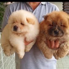 Chow Chow kučenca