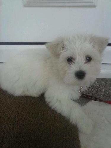 Maltezer