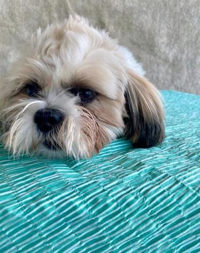 Shih Tzu kuce