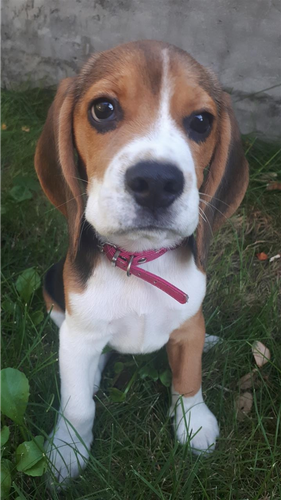Beagle