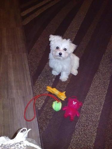 Maltezer