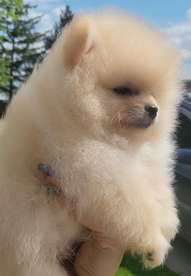 Pomeranian 2025 boo toy