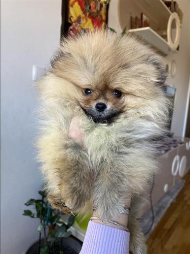 Pomeranian masko kuce