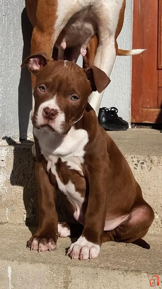 Pitbull blue hot sale nose cena