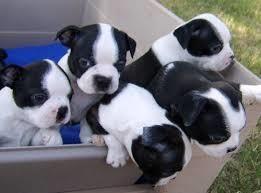 Boston Terrier kučenca