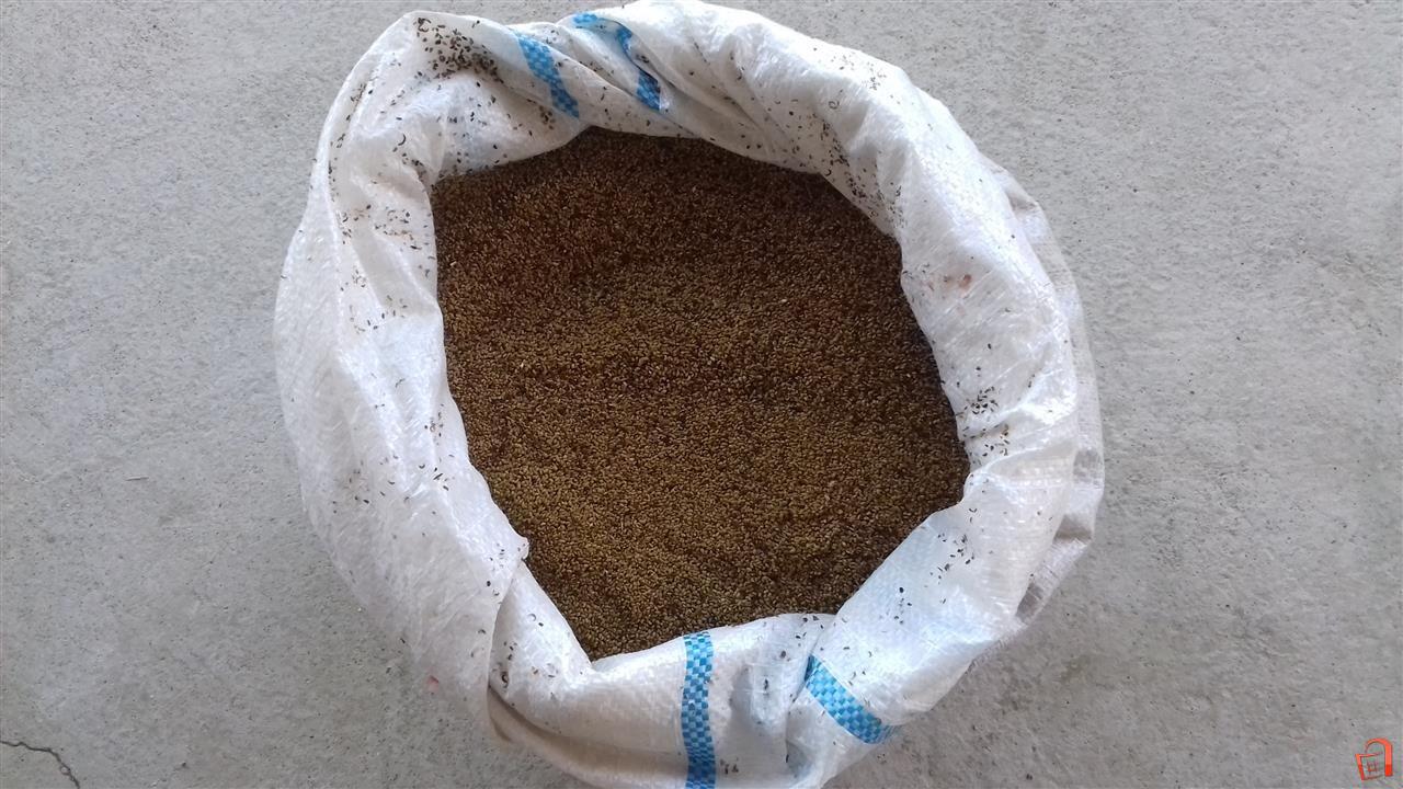 Seme Za Lucerka Jondzovo Seme Strumica
