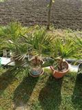 sadnici palmi
