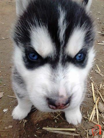Ad Kuchenca Haski For sale, Valandovo, SPORTS AND RECREATION, Pets ...