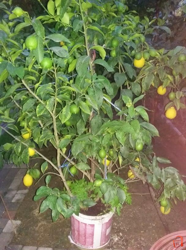 Limoni | Гостивар