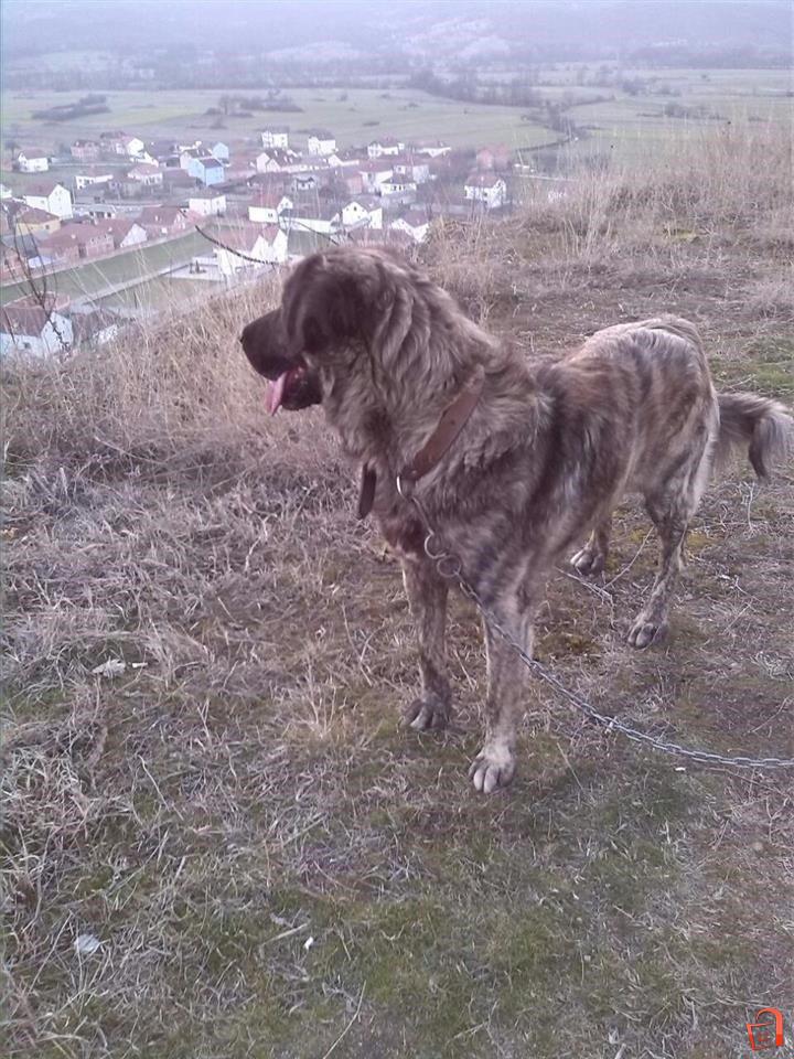 Tigri | Кичево