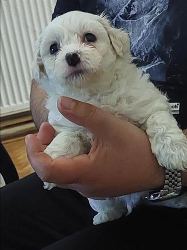 Maltezercinja