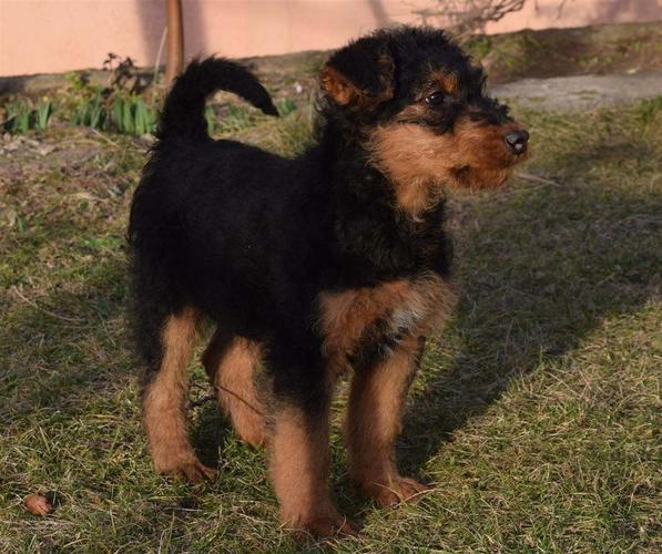 Terier kucenca