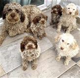 Lagotto Romagnolo. Vakciniran , Chip,Passport 