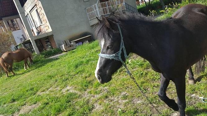 se prodava konj