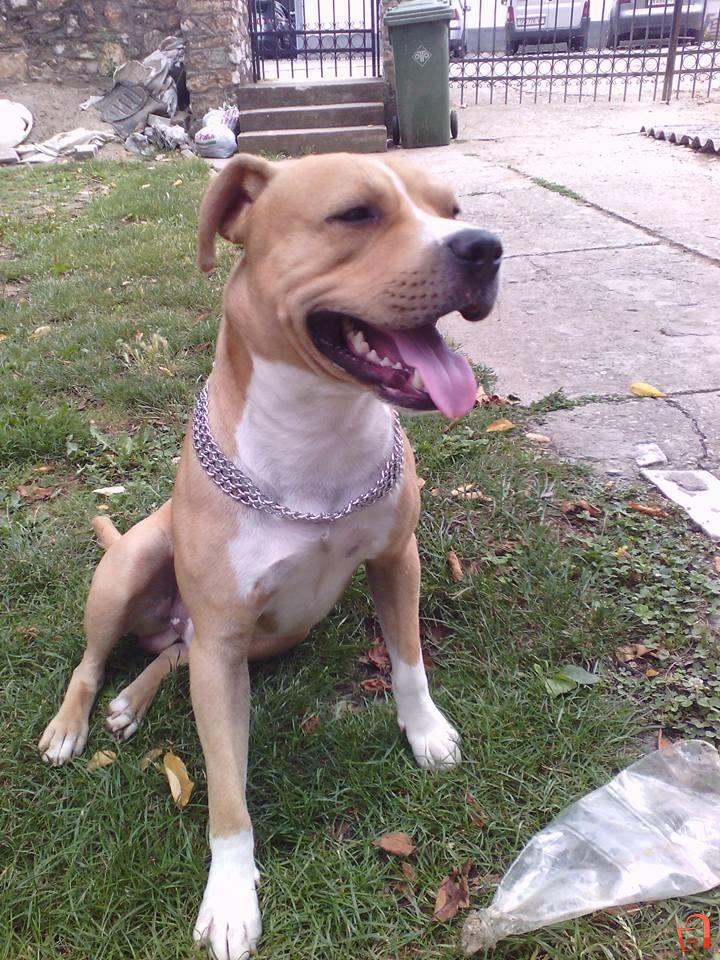 Amerikanski stafford terrier on sale