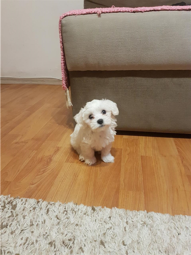 Maltezeri