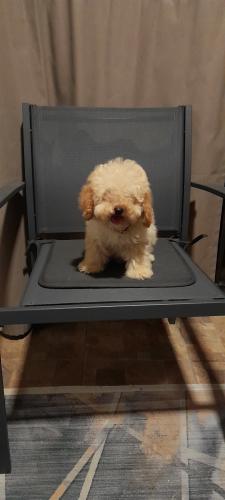 Mini pudli